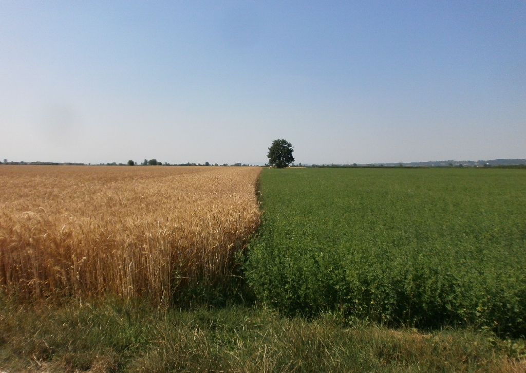 Foto del Comune di Marene (CN)