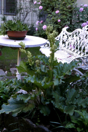 La severa e possente architettura della chioma del Rheum fa bella mostra di sè nel giardino di Casa Quirico.