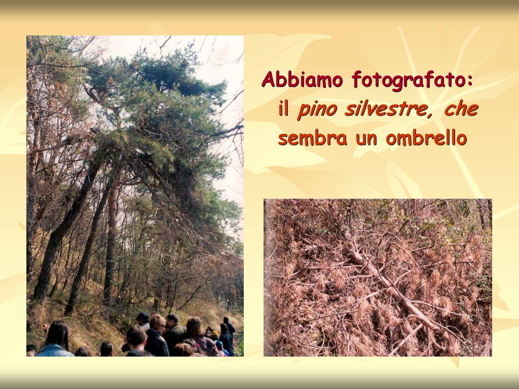 Progetto di Educazione Ambientale "Territorio, Paesaggio, Patrimonio naturale dell