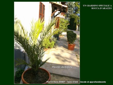 Un giardino speciale di Palme a Rocca dArazzo  di Giuseppe Loretto (Appassionato coltivatore)