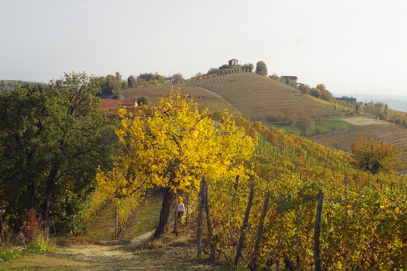 Veduta dello straordinario paesaggio viticolo dell Alto Astigiano in prossimità della Chiesa romanica di Santa Maria di Cornareto.