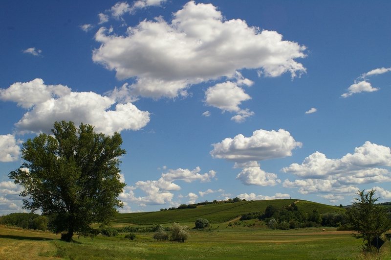 Veduta dello straordinario paesaggio viticolo astigiano nel Comune di Calosso che può rappresentare una preziosa opportunità di sviluppo del territorio