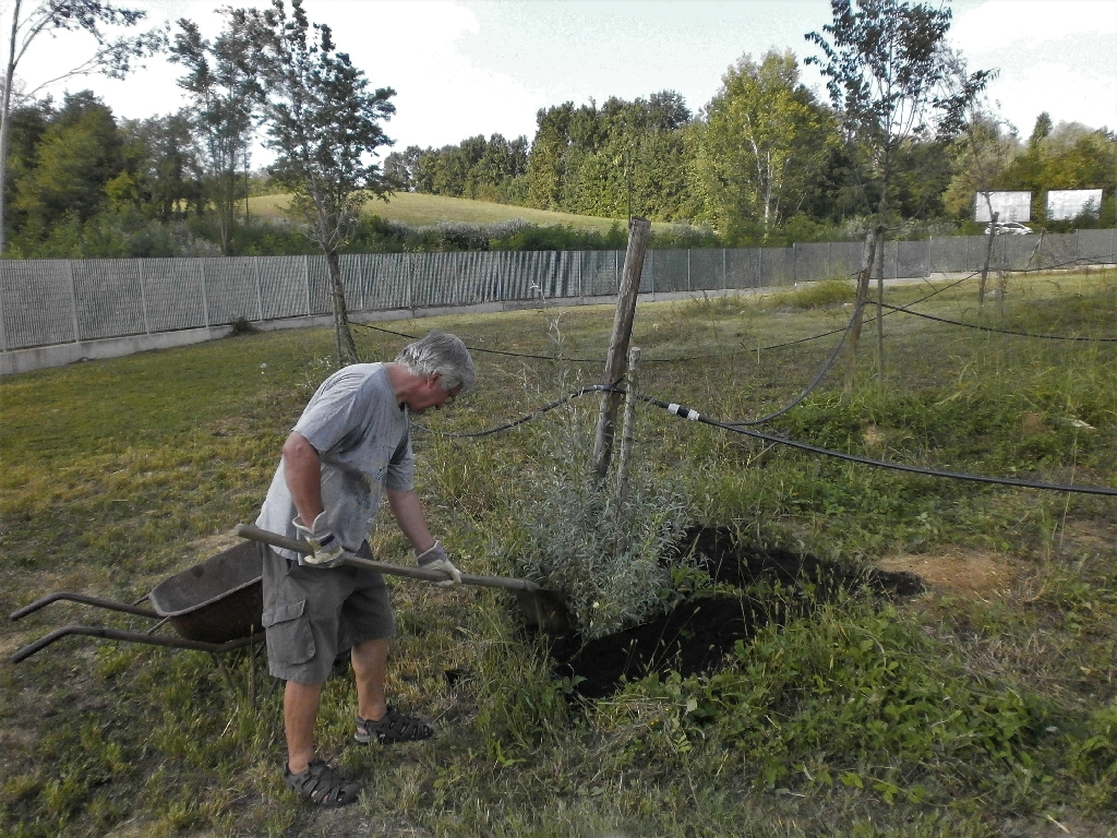 Distribuzione del compost agli alberi del Parco della Salute dell Ospedale Cardinal Massaia di Asti da parte di Angelo Porta.