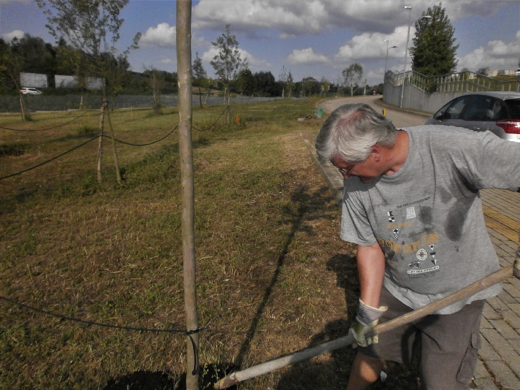 Distribuzione del compost agli alberi del Parco della Salute dell Ospedale Cardinal Massaia di Asti da parte di Angelo Porta.