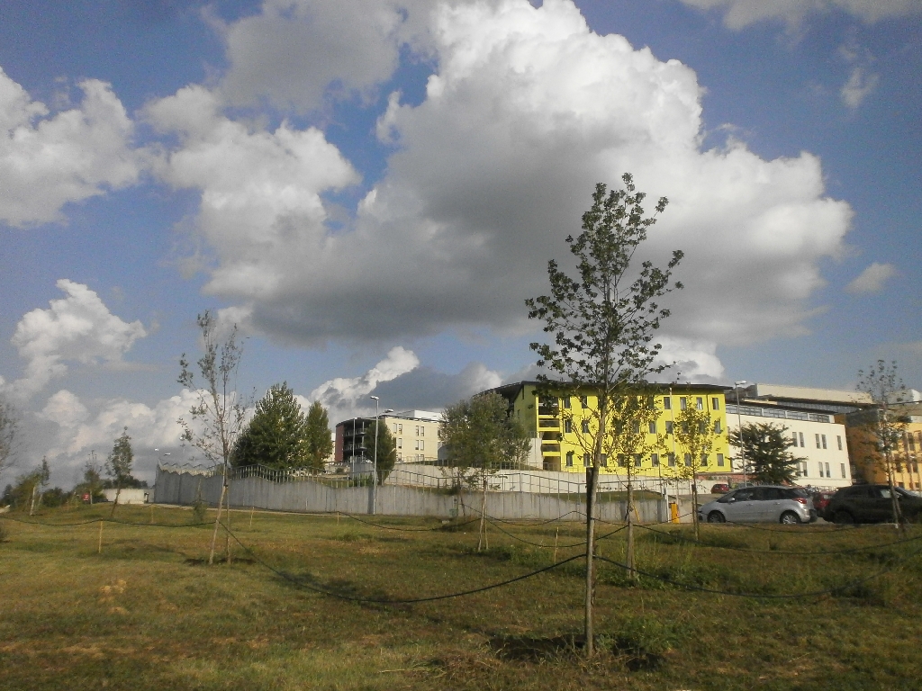 Veduta d insieme degli alberi del Parco della salute al termine della stagione estiva nel primo anno di impianto.