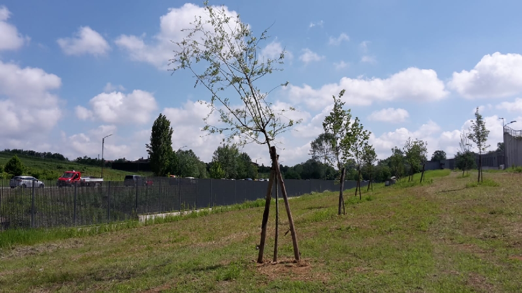 Veduta d insieme degli alberi messi a dimora nel nuovo Parco della salute, oggetto della bagnatura manuale, in attesa della realizzazione del nuovo impianto di irrigazione.