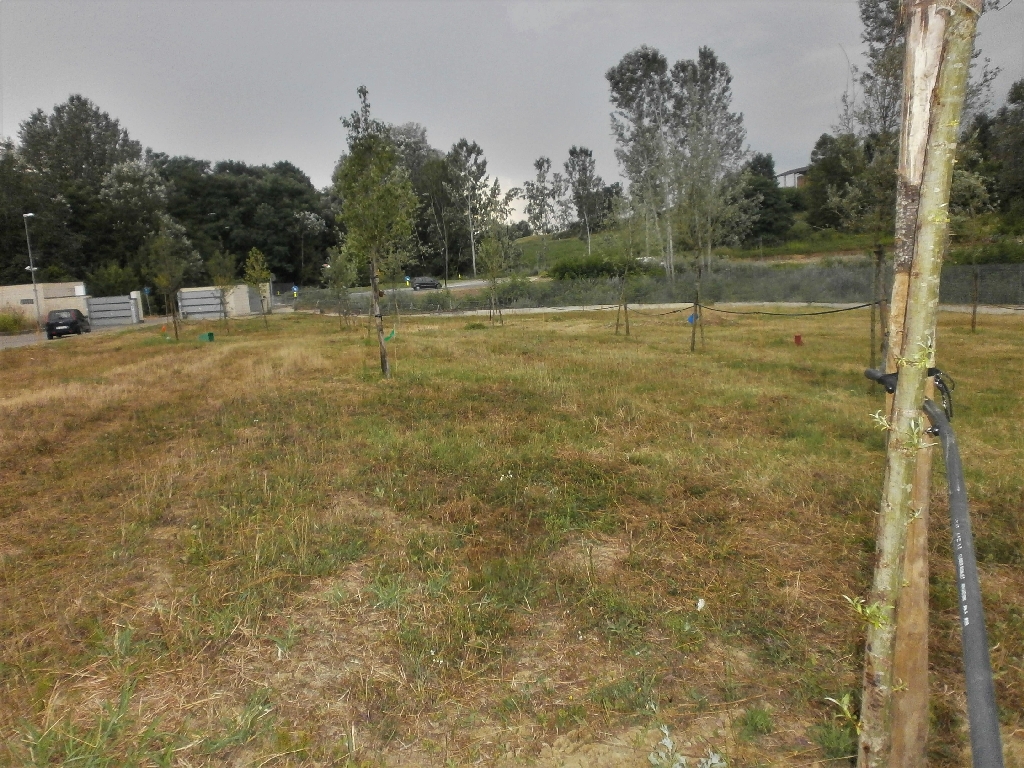 Parte del Parco della salute oggetto dell intevento conclusivo di realizzazione del impianto di irrigazione.