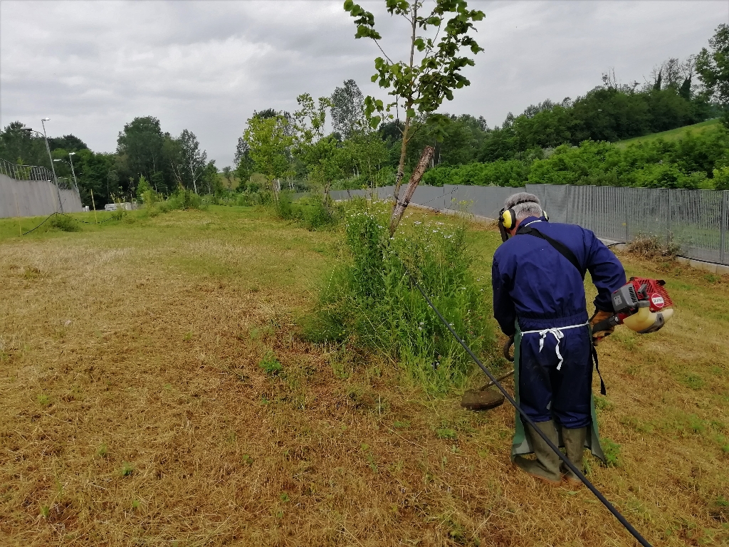 Intervento di taglio della vegetazione erbacea intorno al fusto delle piante con l utilizzo di un decespugliatore.