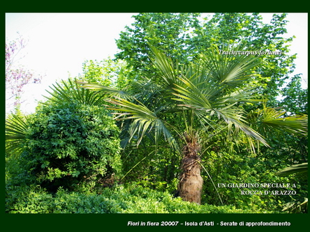 Un giardino speciale di Palme a Rocca dArazzo  di Giuseppe Loretto (Appassionato coltivatore)