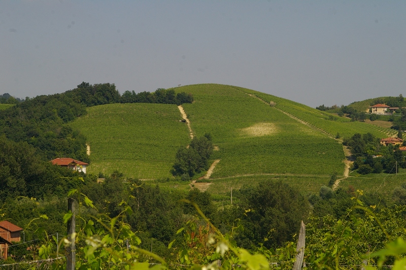 Estese coltivazioni della vite con particolare riferimento al vitigno Freisa.
