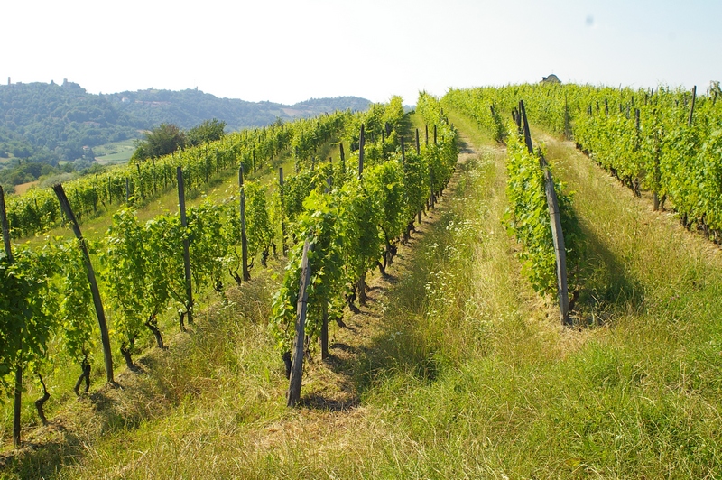 Pregevolissimo paesaggio viticolo nel comune di Castelnuovo Don Bosco.