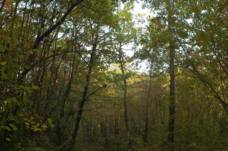 Folta vegetazione boschiva dell Alto Astigiano.