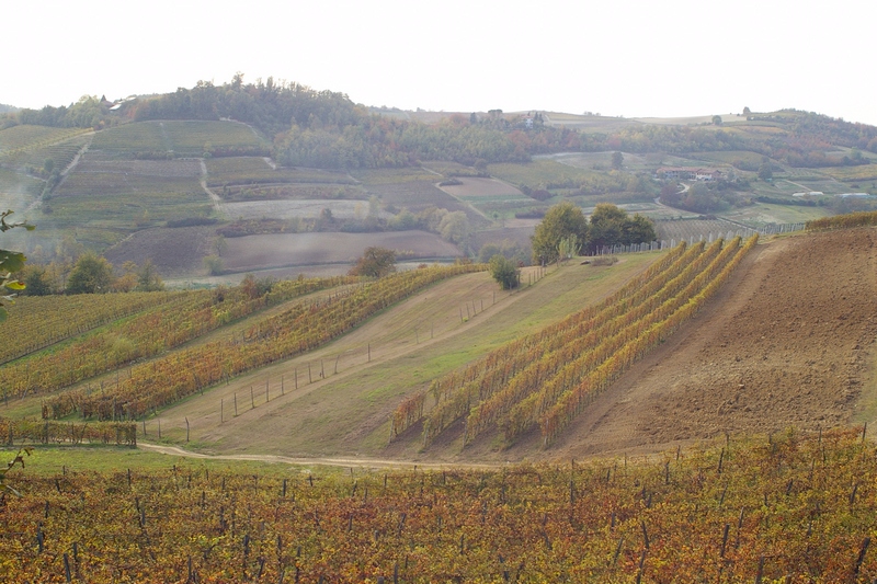 Veduta del paesaggio viticolo dell Alto Astigiano.