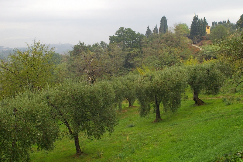 Veduta dello straordinario paesaggio agrario toscano presso Pian dei Giullari a Firenze, ove ha sede la Fondazione Spadolini - Nuova Antologia.