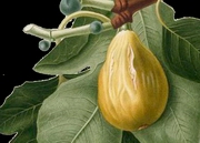 Il fico. Lalbero e i suoi frutti tra storia, letteratura, arte e botanica