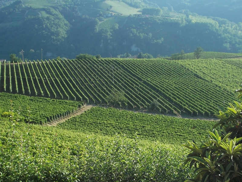 Veduta dello straordinario paesaggio viticolo di Neviglie, riconosciuto dall UNESCO Patrimonio dell Umanità.