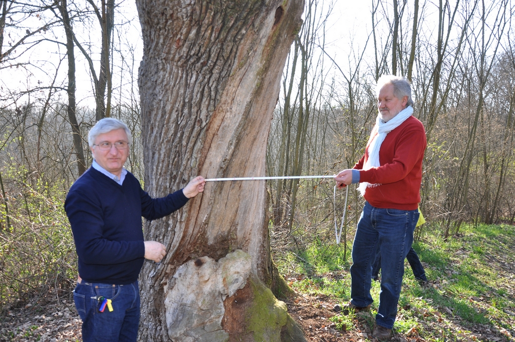 Misurazione della circonferenza del fusto dell albero monumentale all altezza canonica del petto d uomo da parte di Angelo Porta e Giancarlo Dapavo.
