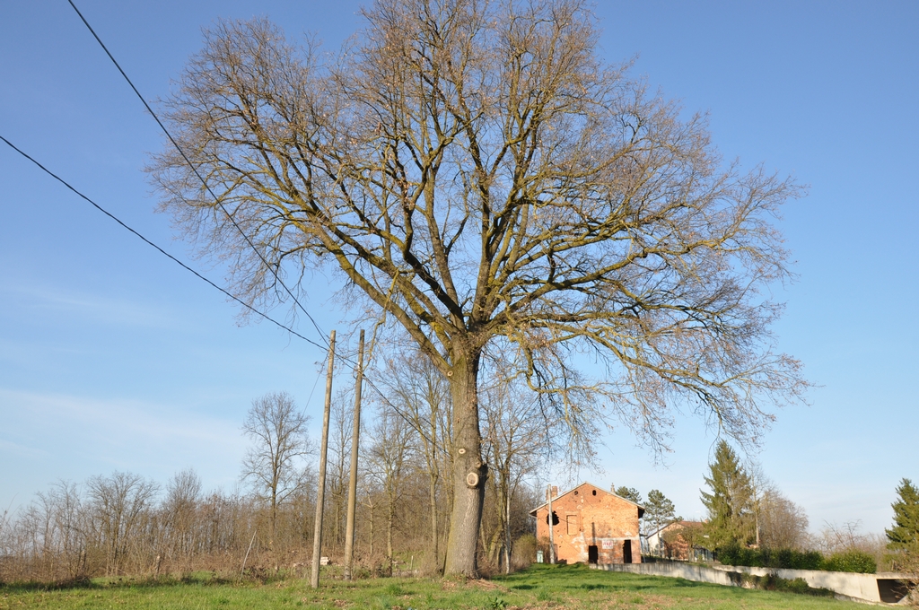 Veduta di un esemplare monumentale di Farnia (Quercus robur) presente nel comune di Villafranca d Asti.