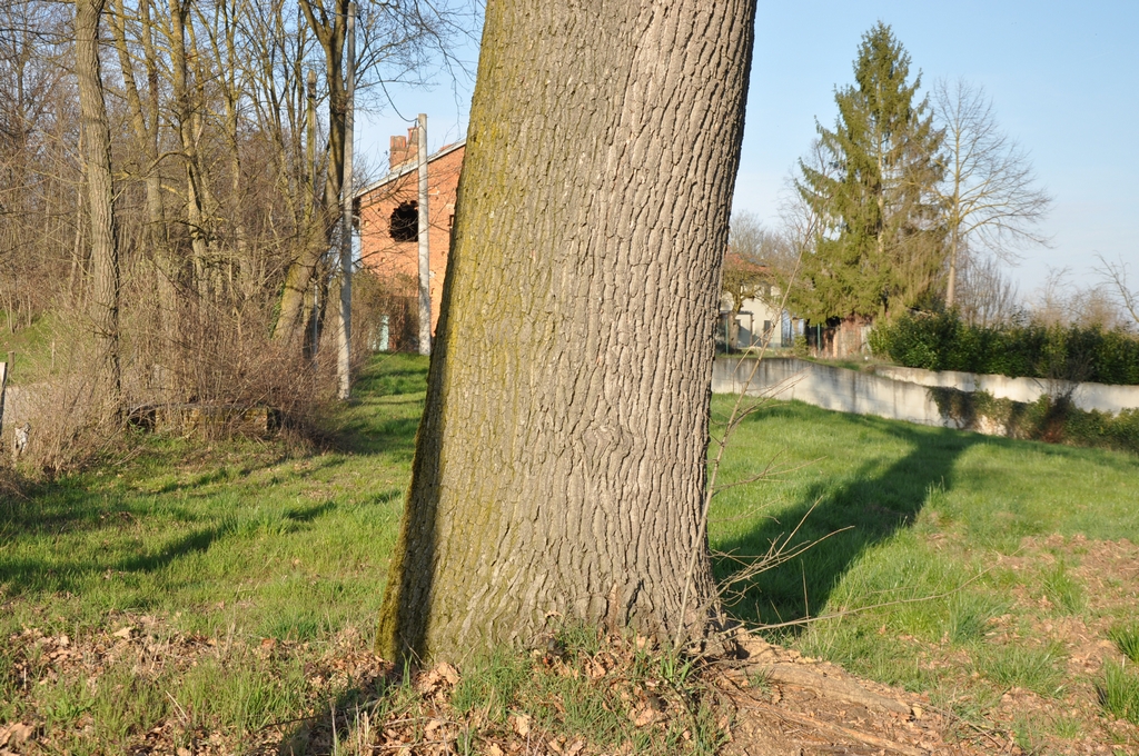 Veduta della base del fusto di un esemplare monumentale di Farnia (Quercus robur) presente nel comune di Villafranca d Asti.