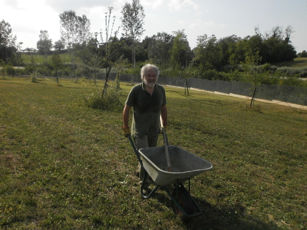 Distribuzione del compost agli alberi del Parco della Salute dell Ospedale Cardinal Massaia di Asti da parte di Giancarlo Dapavo.
