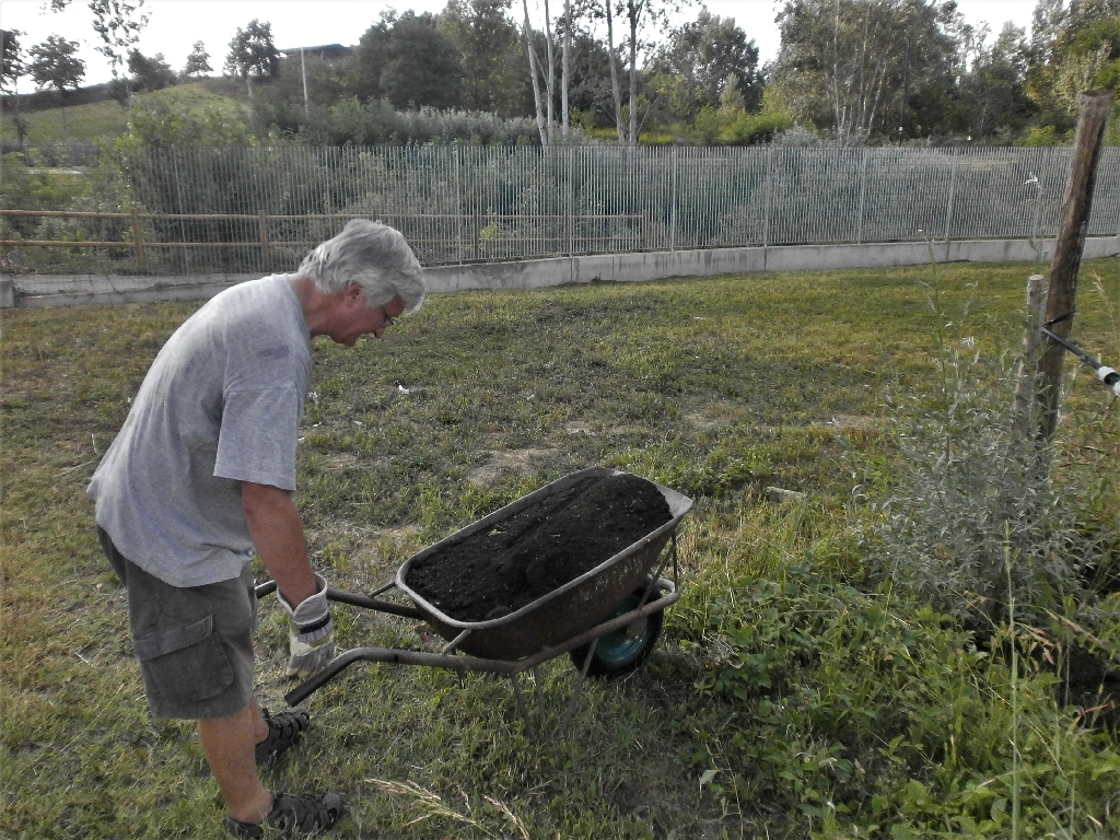 Distribuzione del compost agli alberi del Parco della Salute dell Ospedale Cardinal Massaia di Asti da parte di Angelo Porta.