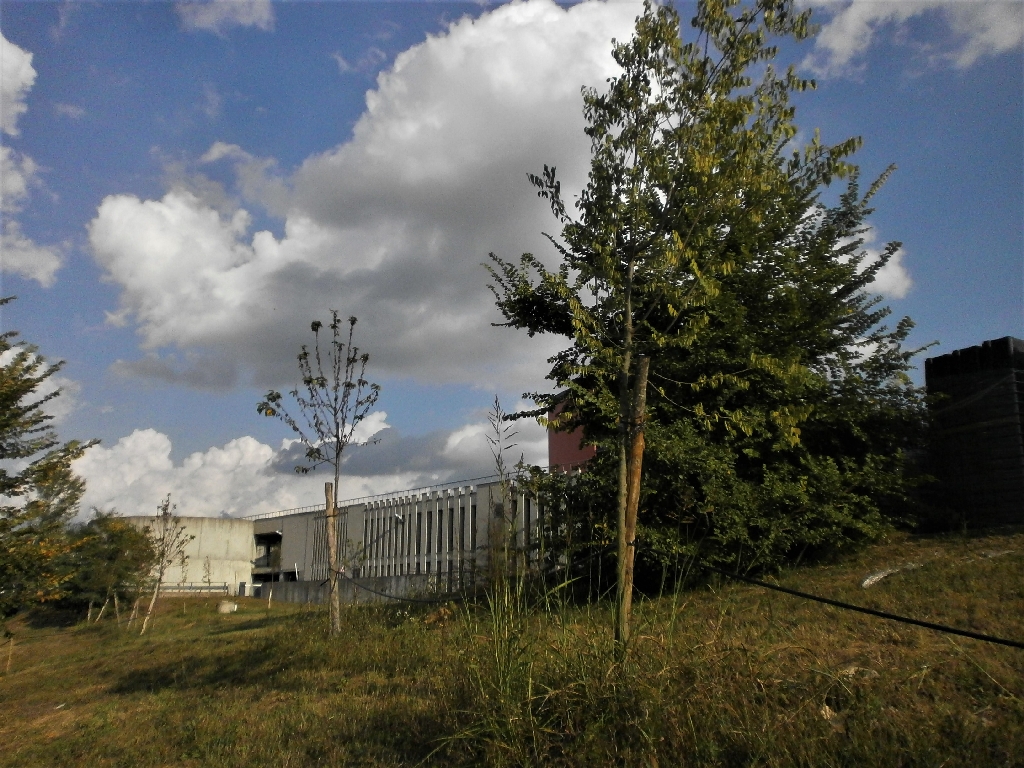 Veduta d insieme degli alberi del Parco della salute al termine della stagione estiva nel primo anno di impianto.
