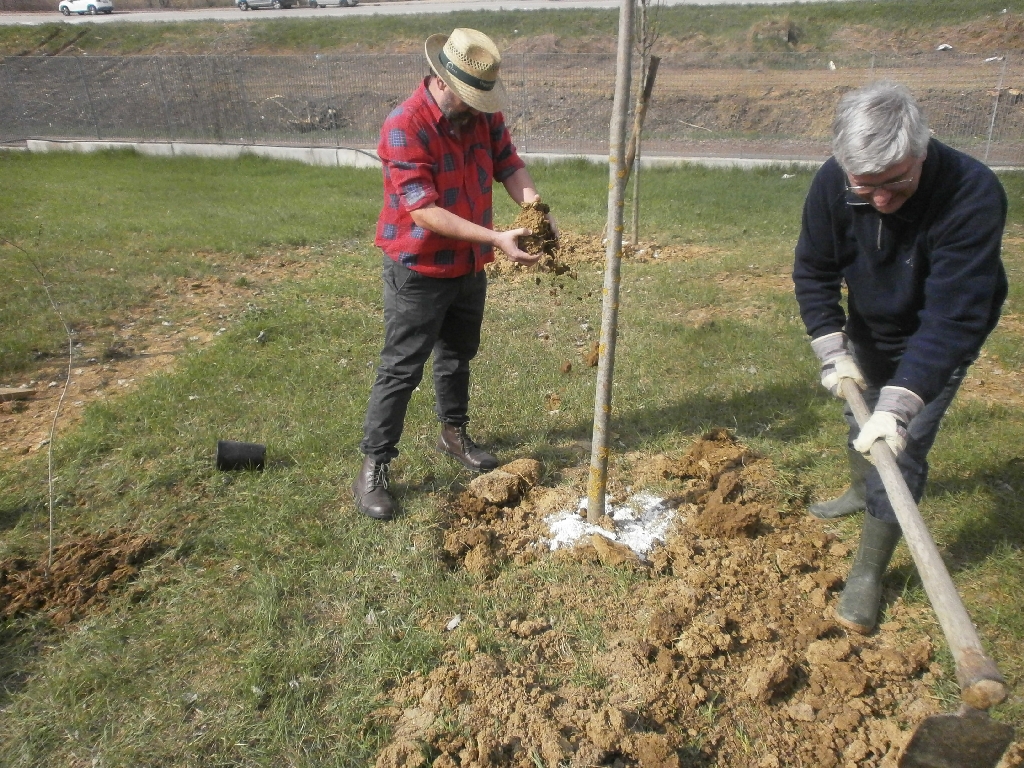 Operazioni di rifinitura delle buche ove sono state messe a dimora gli alberi da parte di Marco Devecchi ed Angelo Porta [FOTO  di Francesco Devecchi].