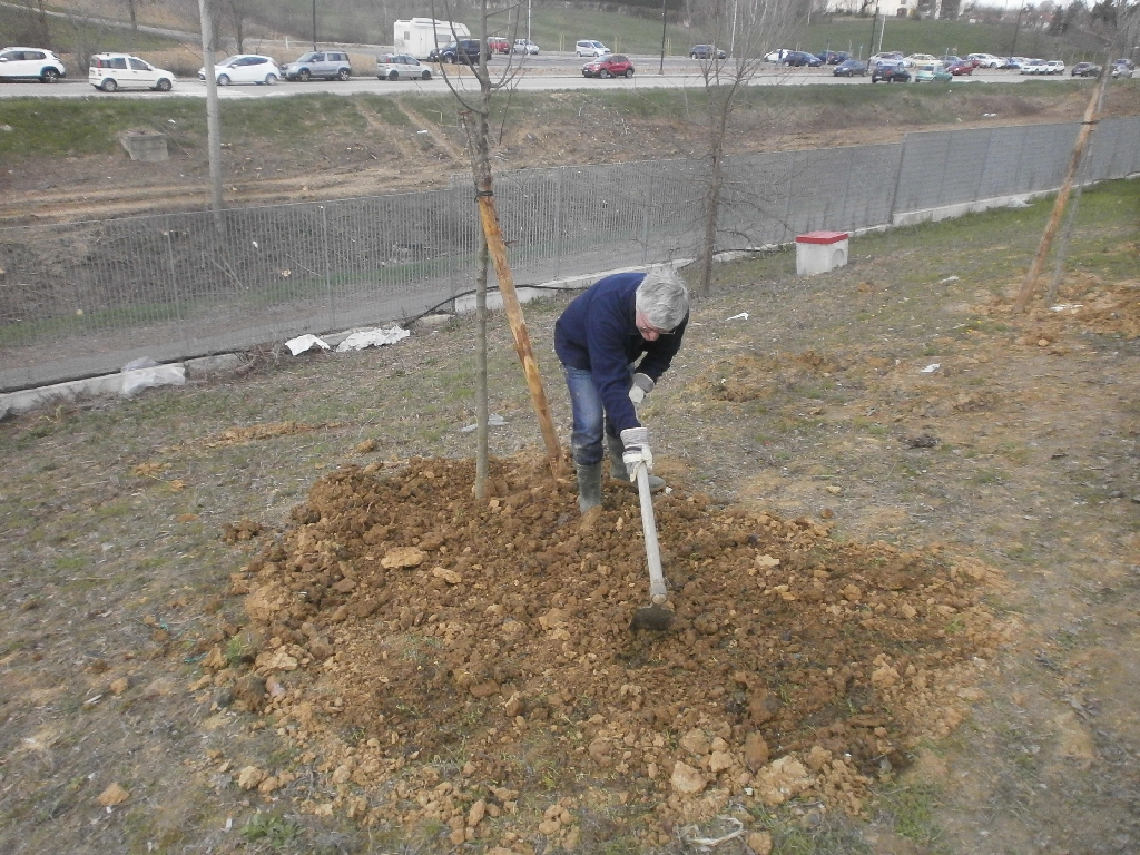 Operazioni di rifinitura delle buche ove sono state messe a dimora gli alberi da parte di Angelo Porta.