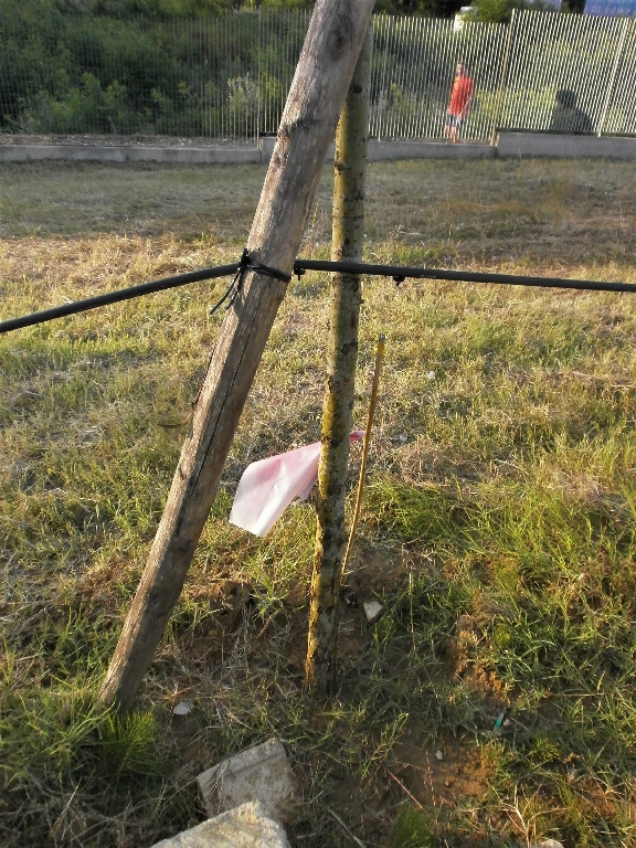 Dettaglio degli irroratori posizionati sul tubo di mandata in corrispondenza di ciascun albero.